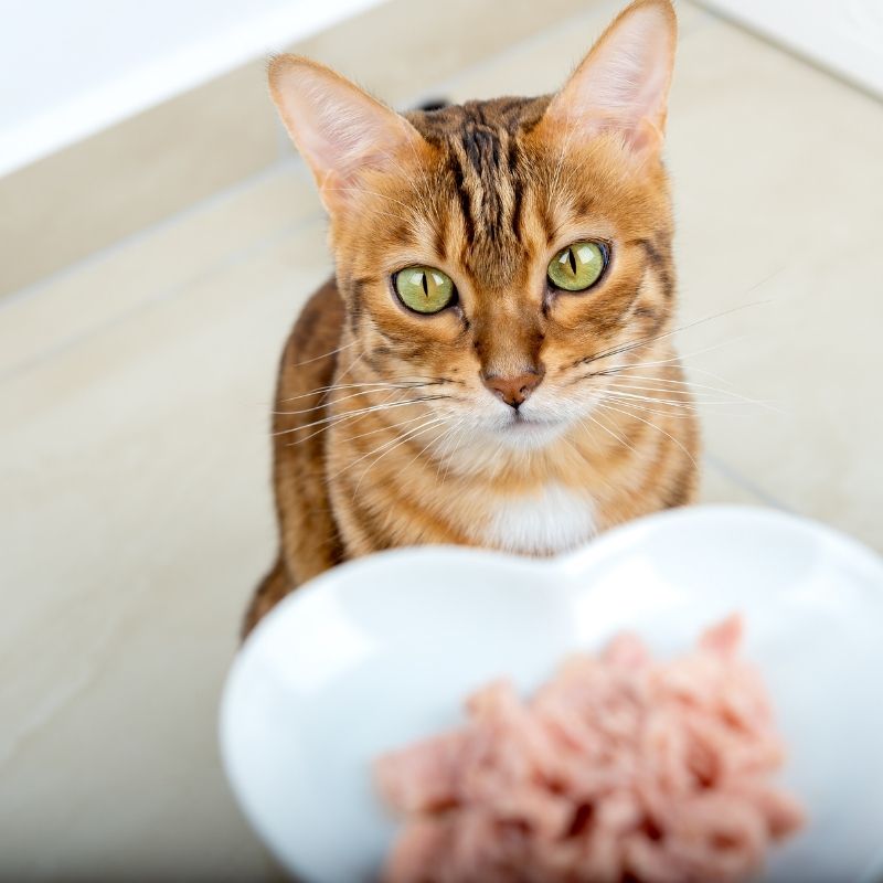 Katzennassfutter