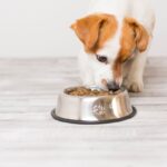 Trockenfutter für Hunde