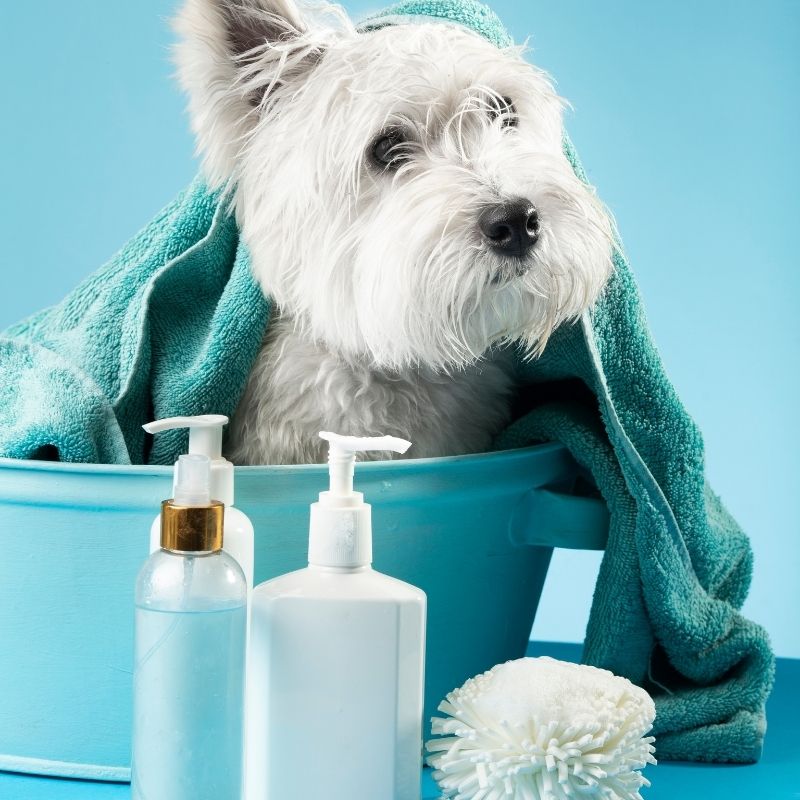 Pflege & Hygiene Hund