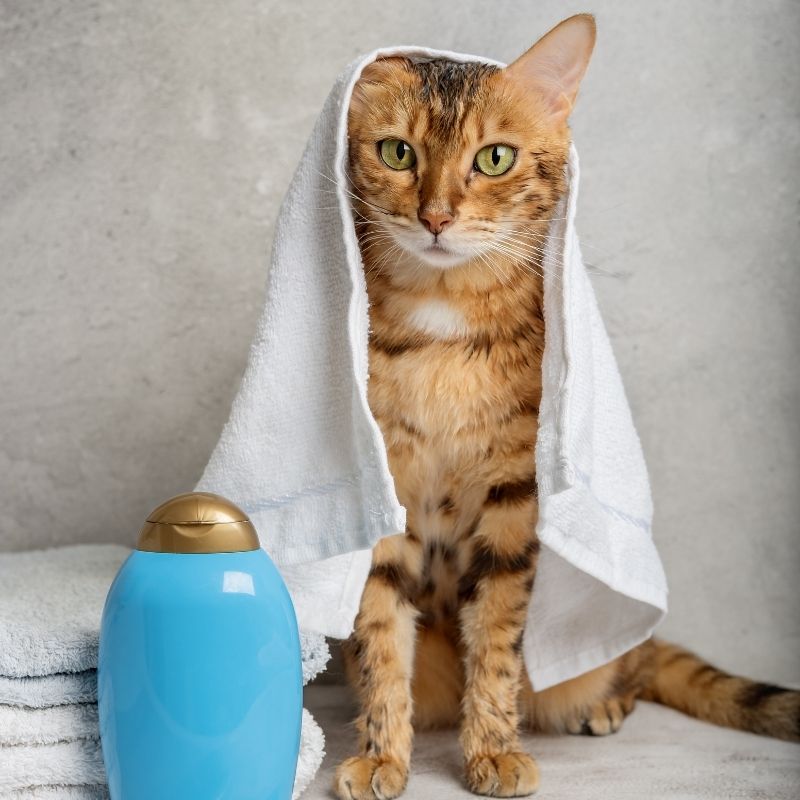 Pflege & Hygiene Katzen