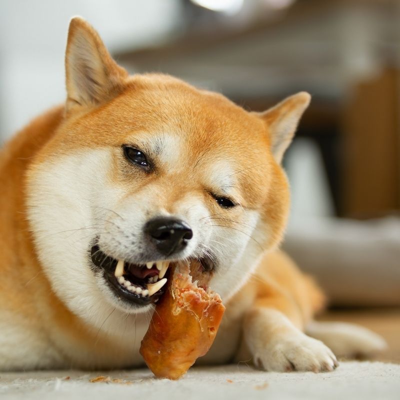 Kauartikel für Hunde