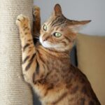 Zubehör für Katzen