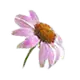 Echinacea