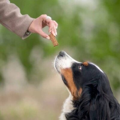 Chien regarde biscuit