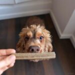 KIT05 Sparpaket Hund_3