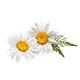 Kamillenblüte