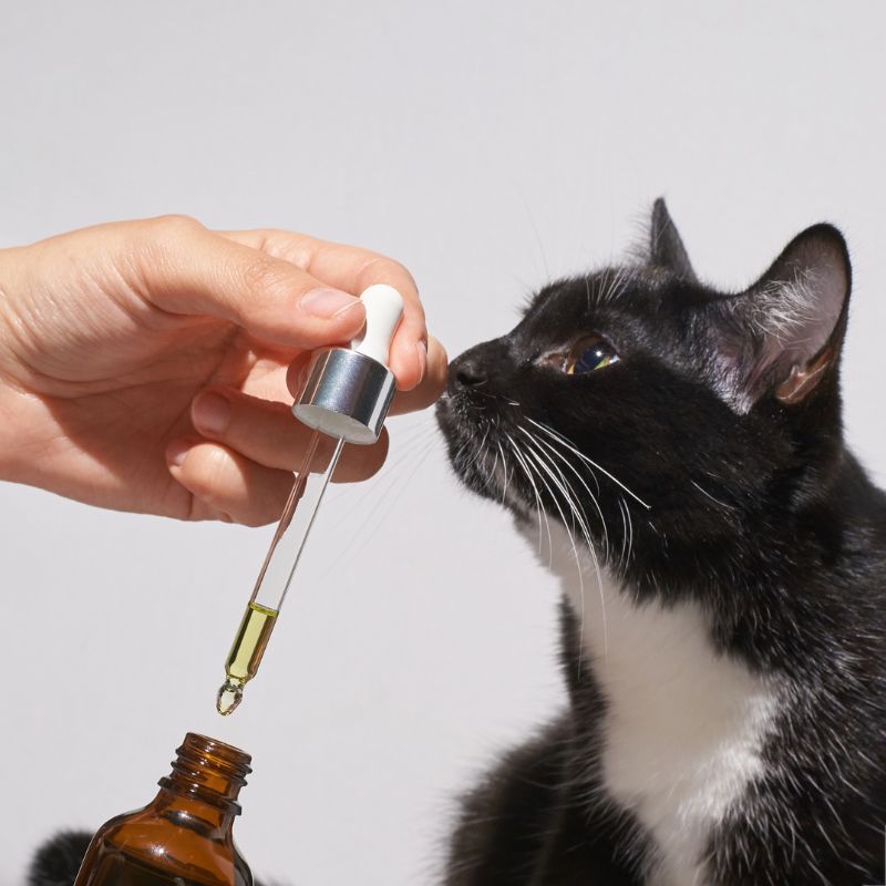 Nahrungsergänzung für Katzen