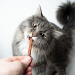 Snacks für Katzen