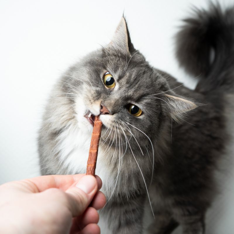 Snacks für Katzen