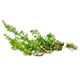 Thymian