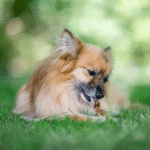 Cous de poulet pour chiens