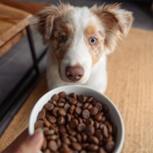 Aliment pour chiots toutes races au poulet frais