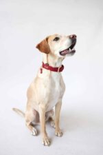 ZWEI Collier pour chien LEO LE15 – Image 6